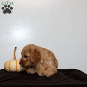 Cleopatra, Mini Goldendoodle Puppy